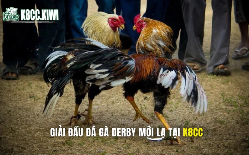 Giải đấu đá gà Derby mới lạ tại K8CC